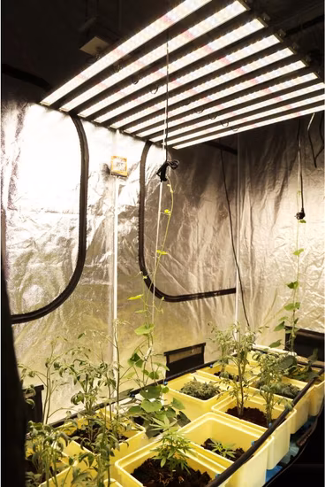 Vollspektrum-LED-Pflanzenlichter 50 W/75 W/80 W/100 W/150 W/300 W/400 W/450 W/500 W/600 W/650 W/700 W/800 W/900 W/1000 W/1200 W/1500 W CREE/Osram/Sumsung LED-Wachstumslicht
